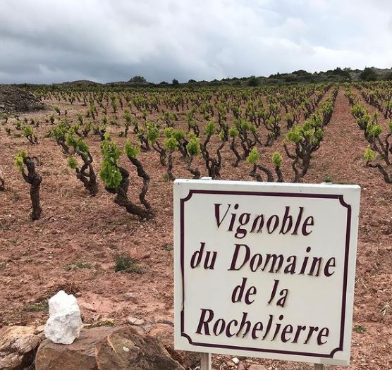 The vines belonging to La Rochelierre