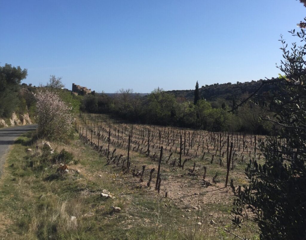 Vinåker i Fitou med Chateau de Fitou i bakgrunnen