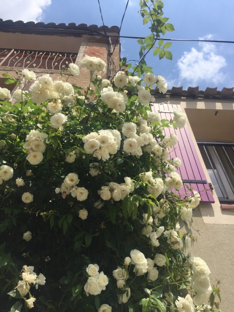 Blomster og fargerike hus i Leucate