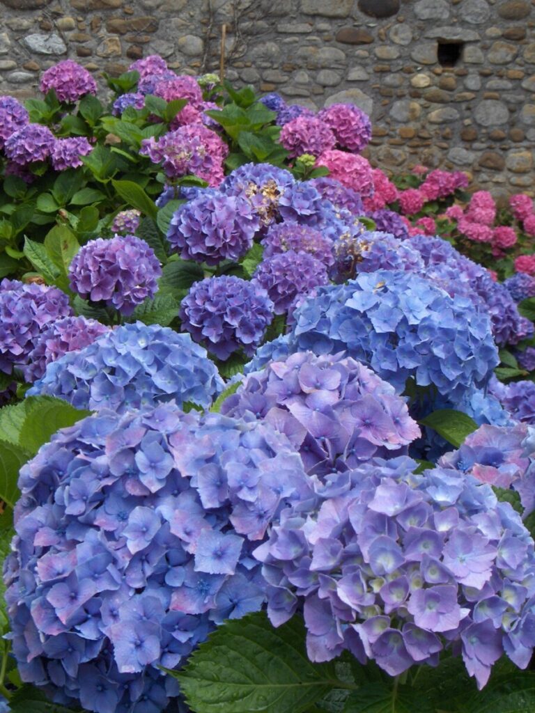 Hortensia i Jurancon utenfor Pau