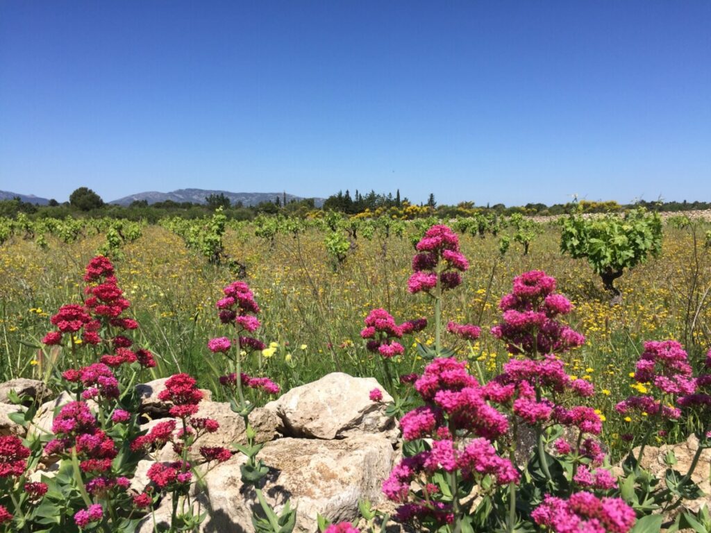 Hikes from Leucate