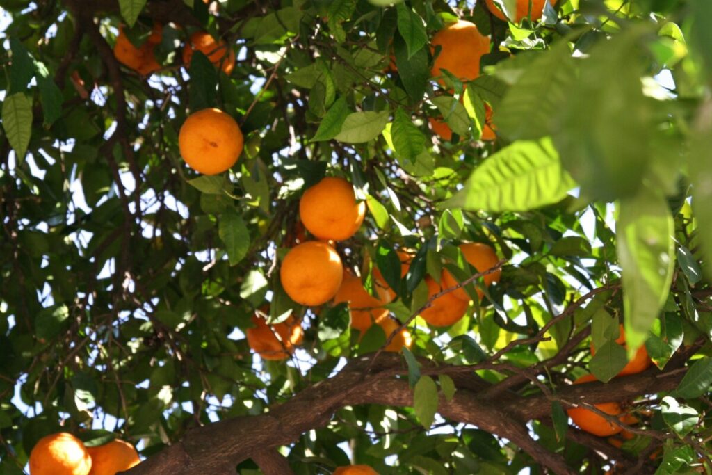 Appelsiner i Andalucia