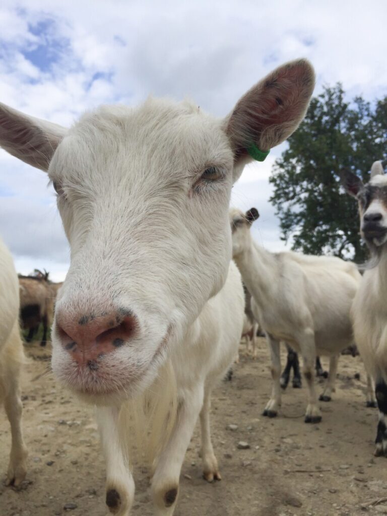 Kule geiter - cool goats at Øverdalssetra