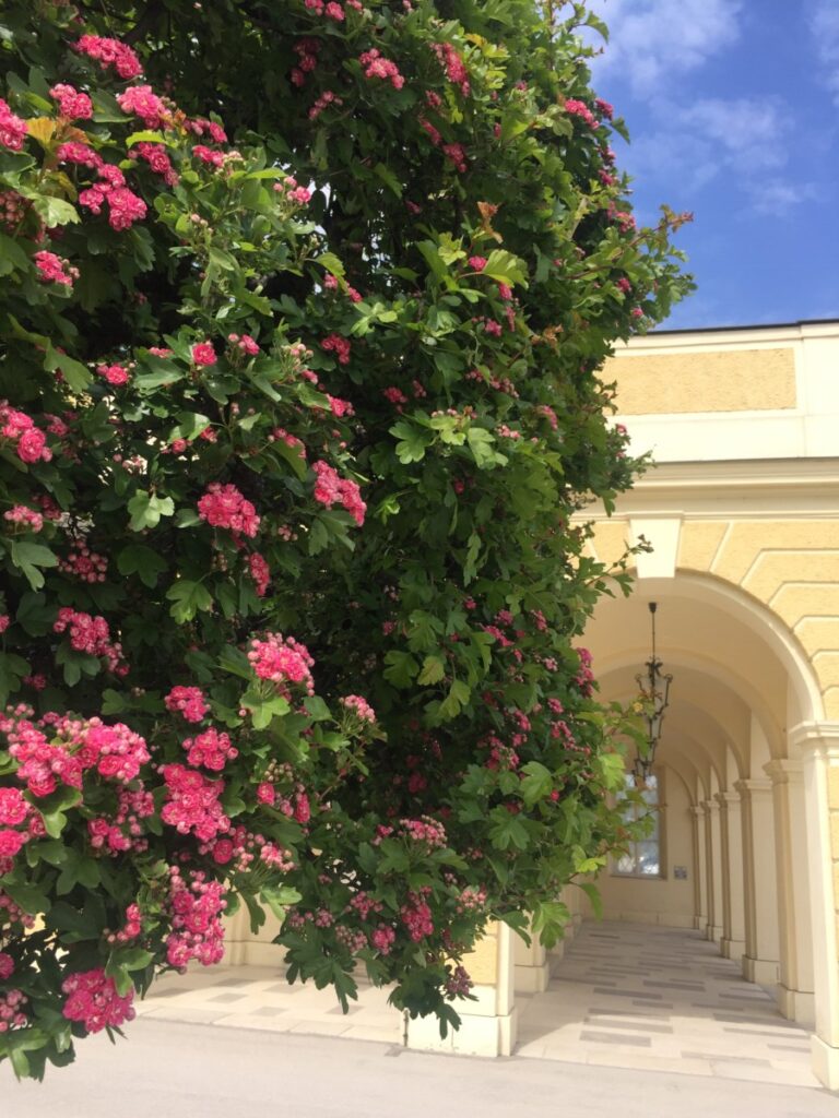 Schønbrunn i Wien