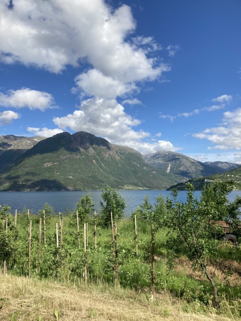 Frukttrær i Hardanger