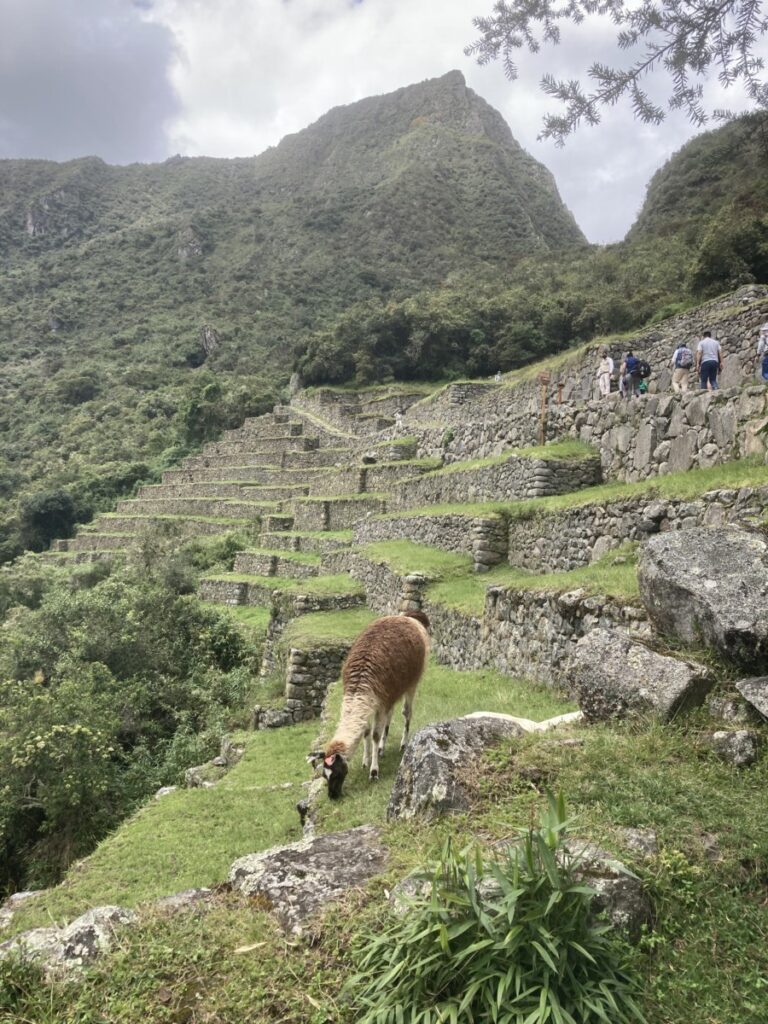 Lama ved inca trail