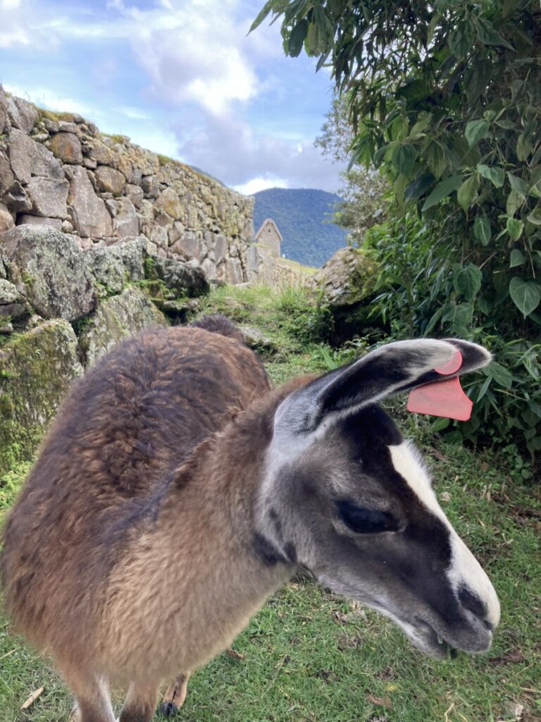 Llama i Machu Picchu