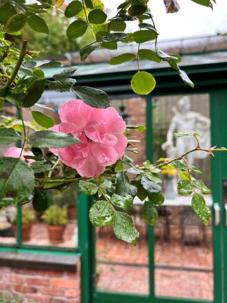 Rosene blomstrer i hagen på Ramme