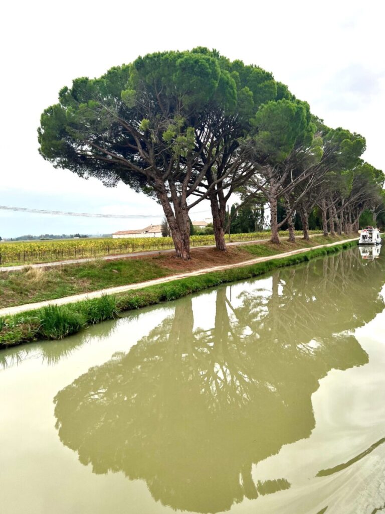 Furutrær langs Canal du midi