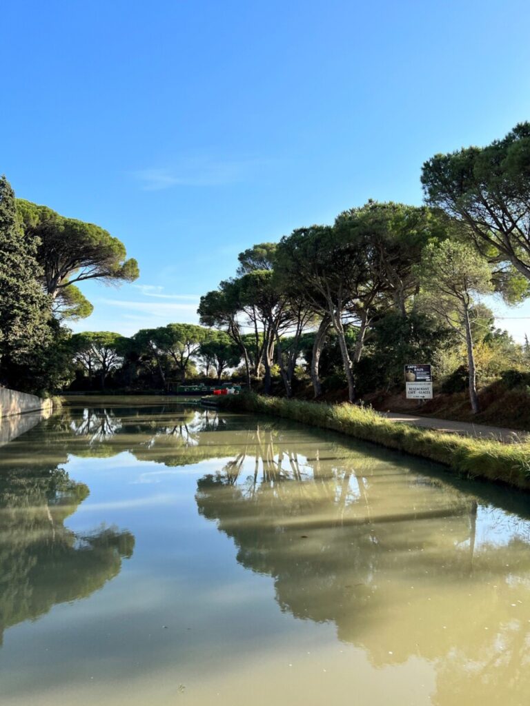 Reflections of the pine trees