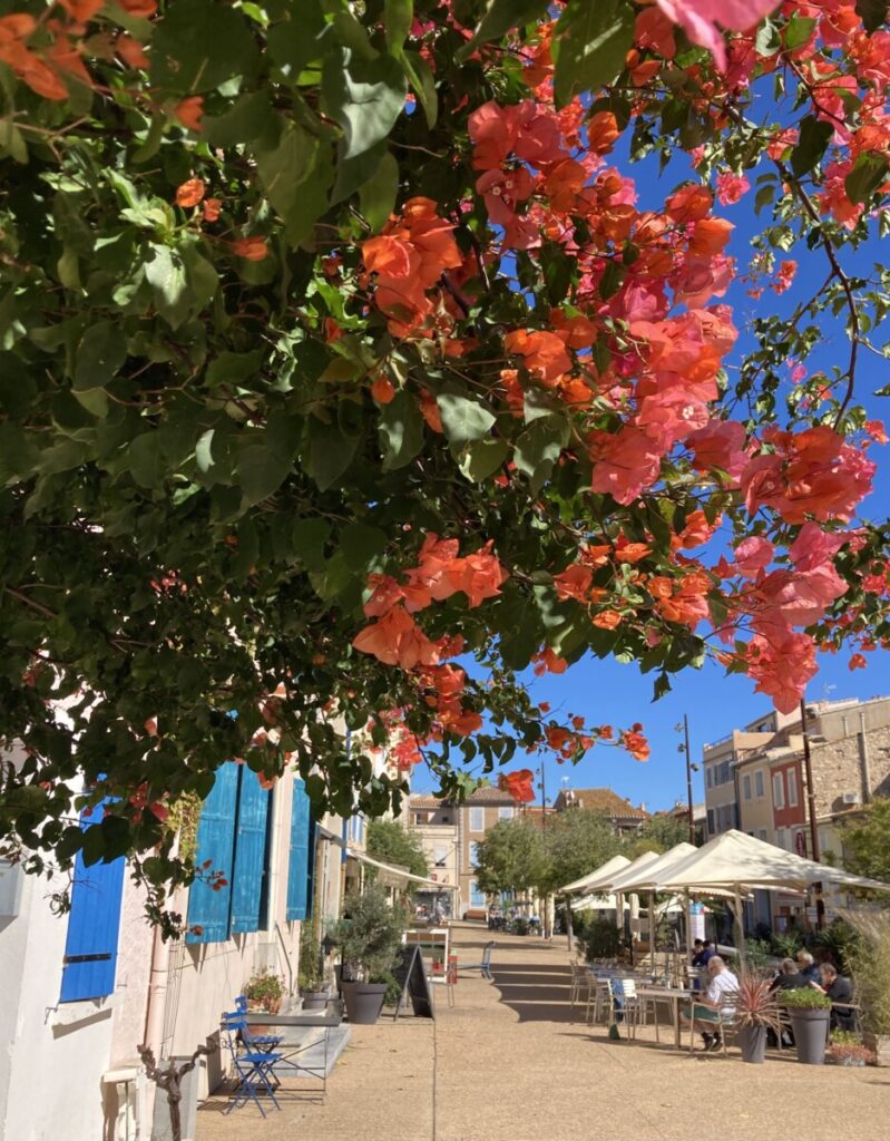 Flowers in Leucate