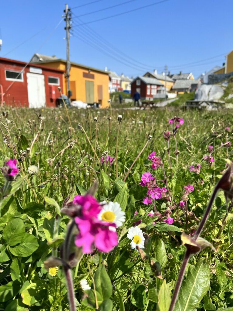 Summer flowers on Grip