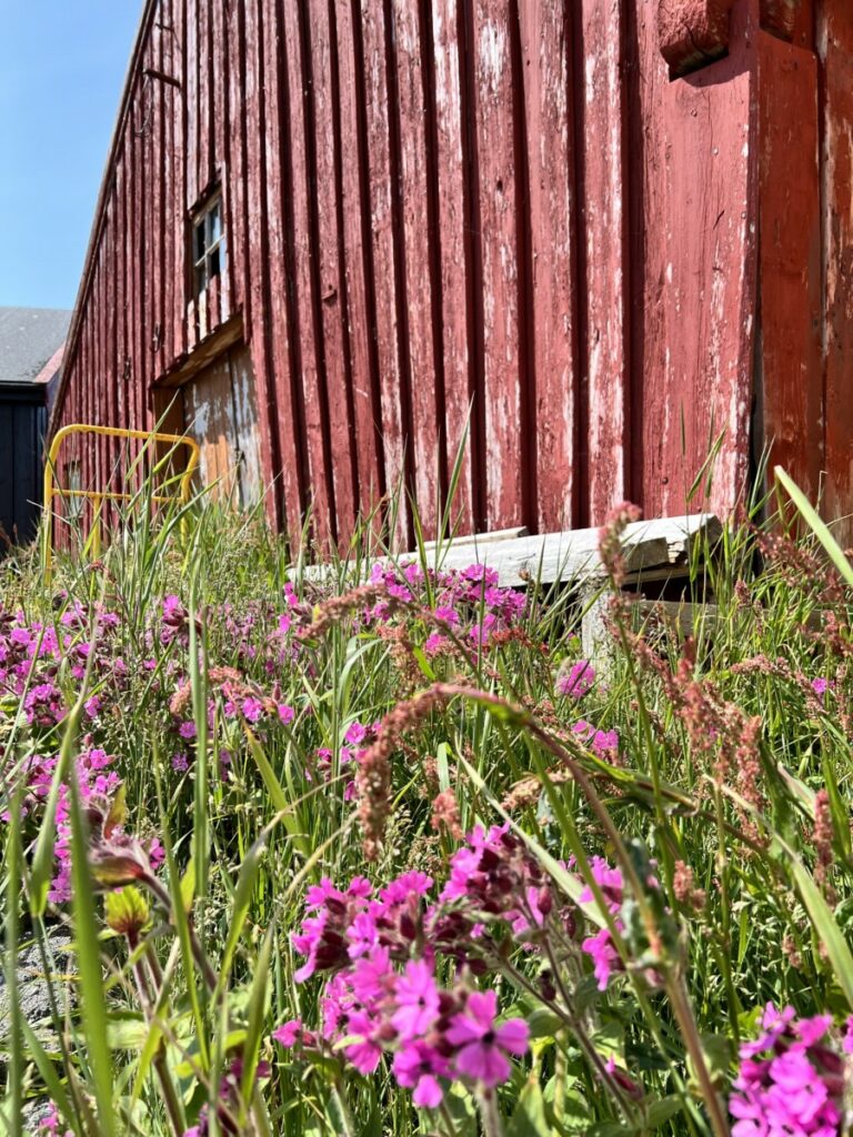 Værbitt rød vegg med rosa markblomster på Grip