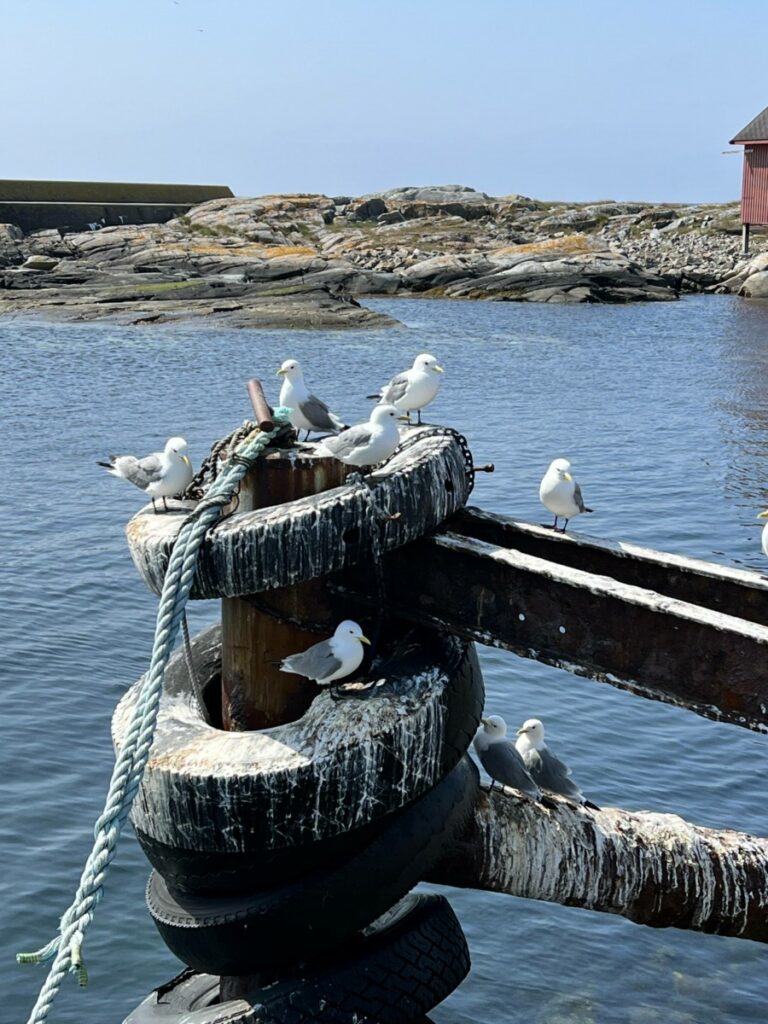 Seagulls in the port of Grip