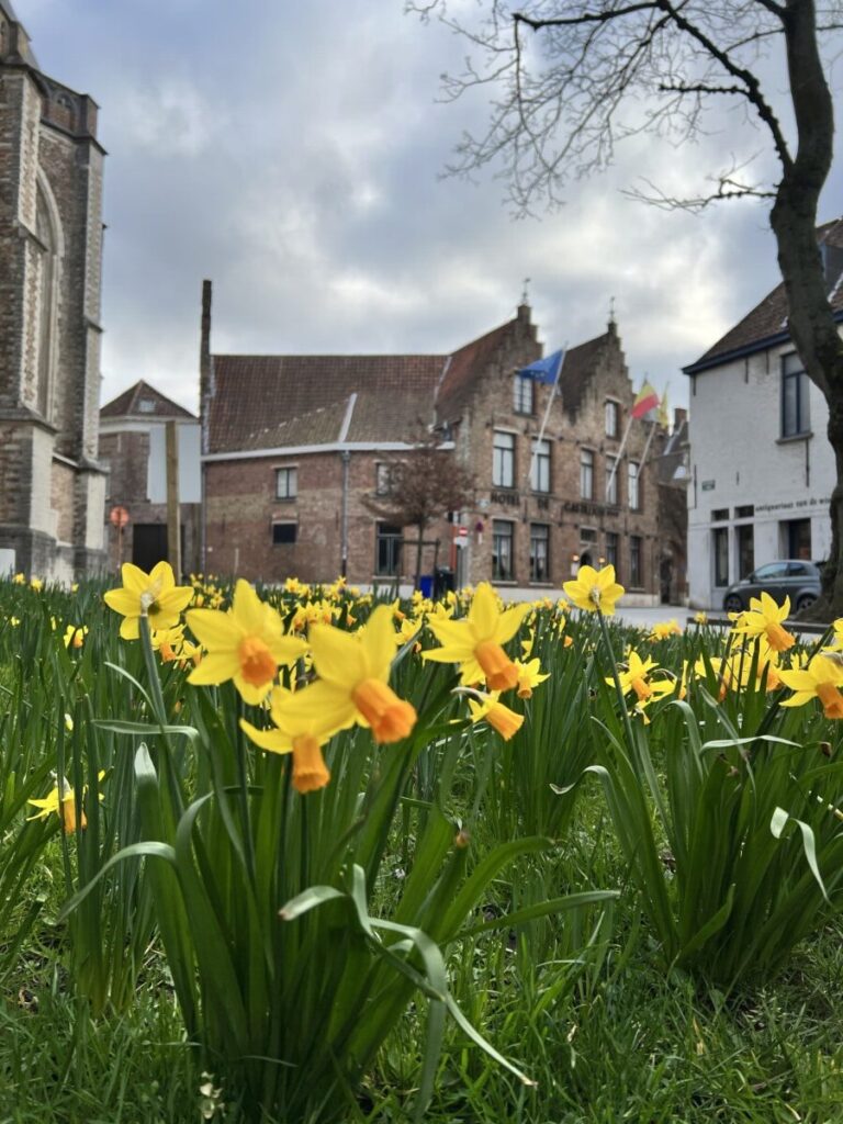 Påskeliljer bak Sint-Salvatorskathedraal i Brugge i Belgia